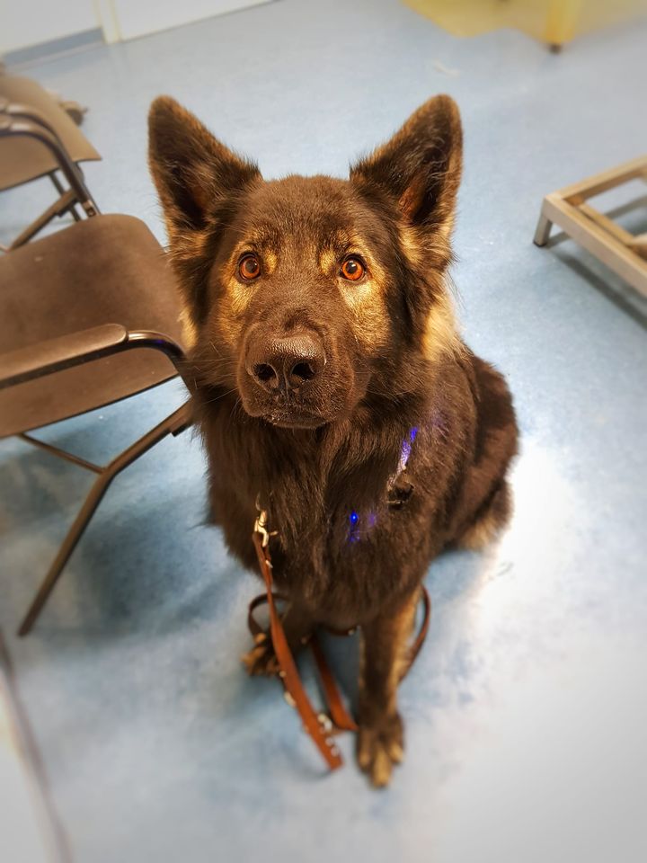 Kovu