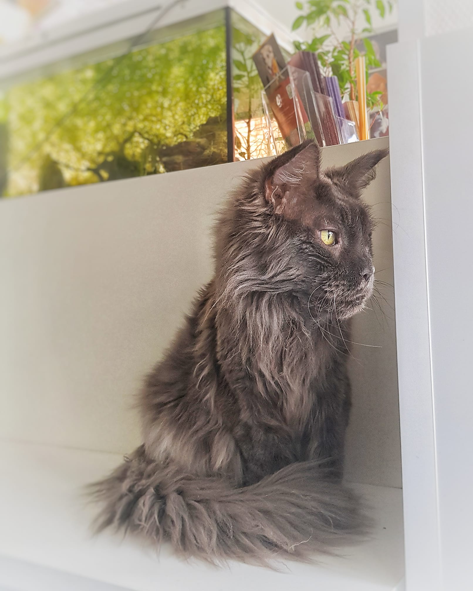 Mogli