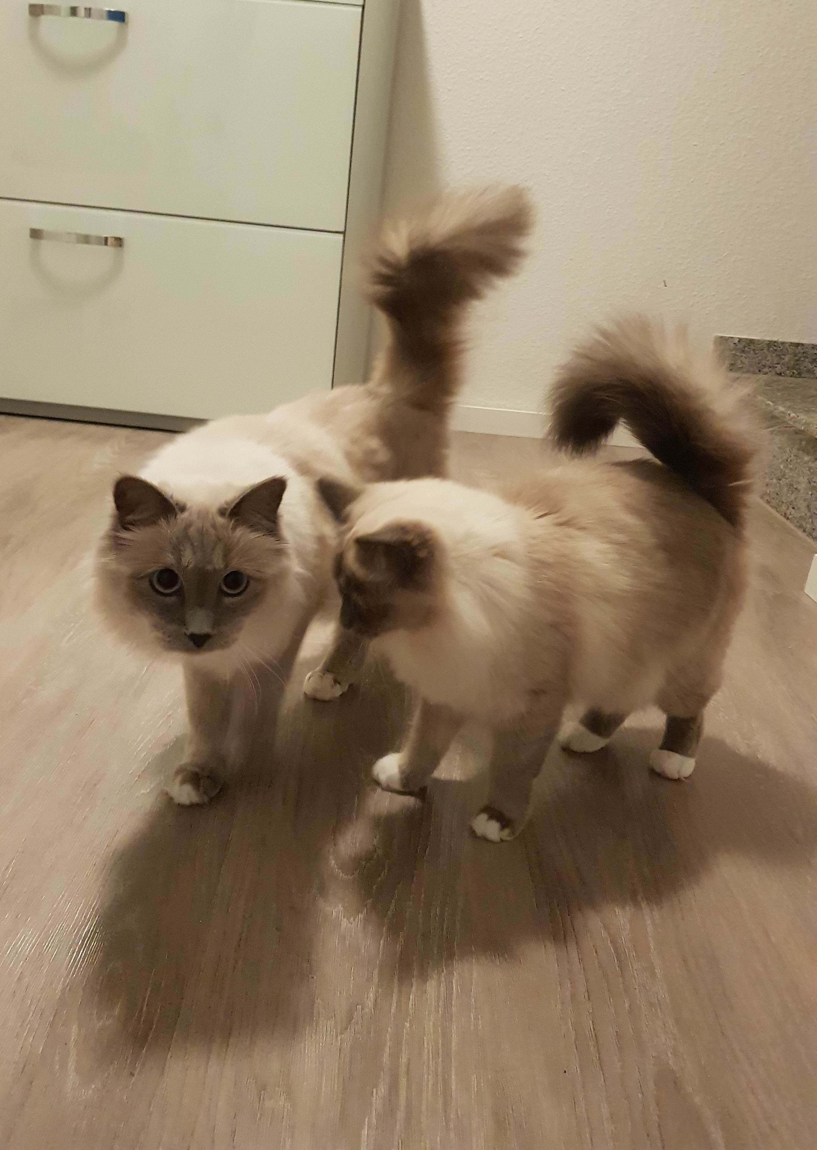 Coco & Nico