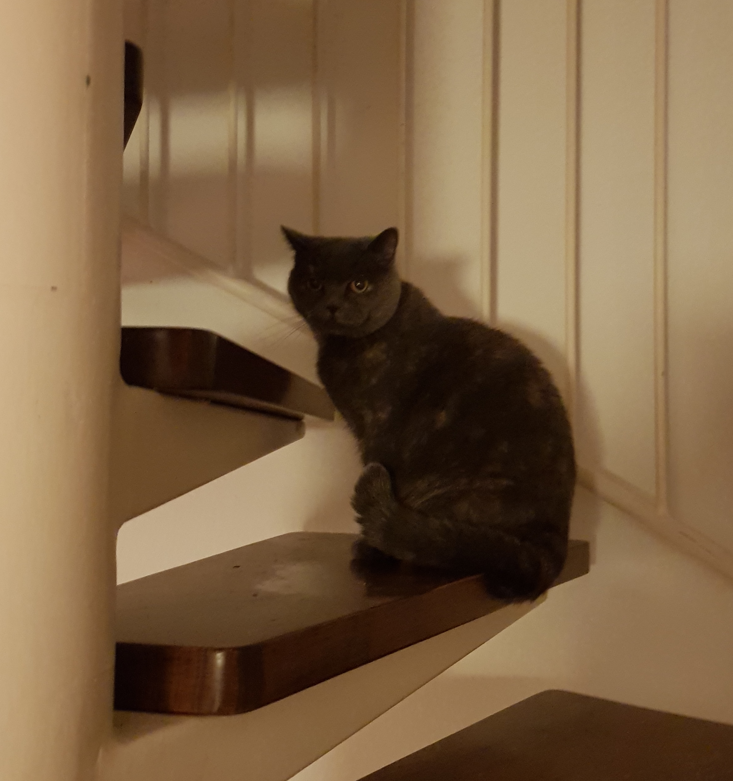 Bella