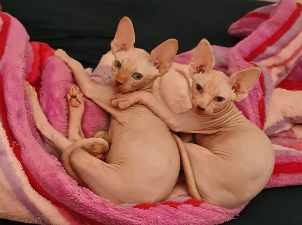 Coco & Lulú