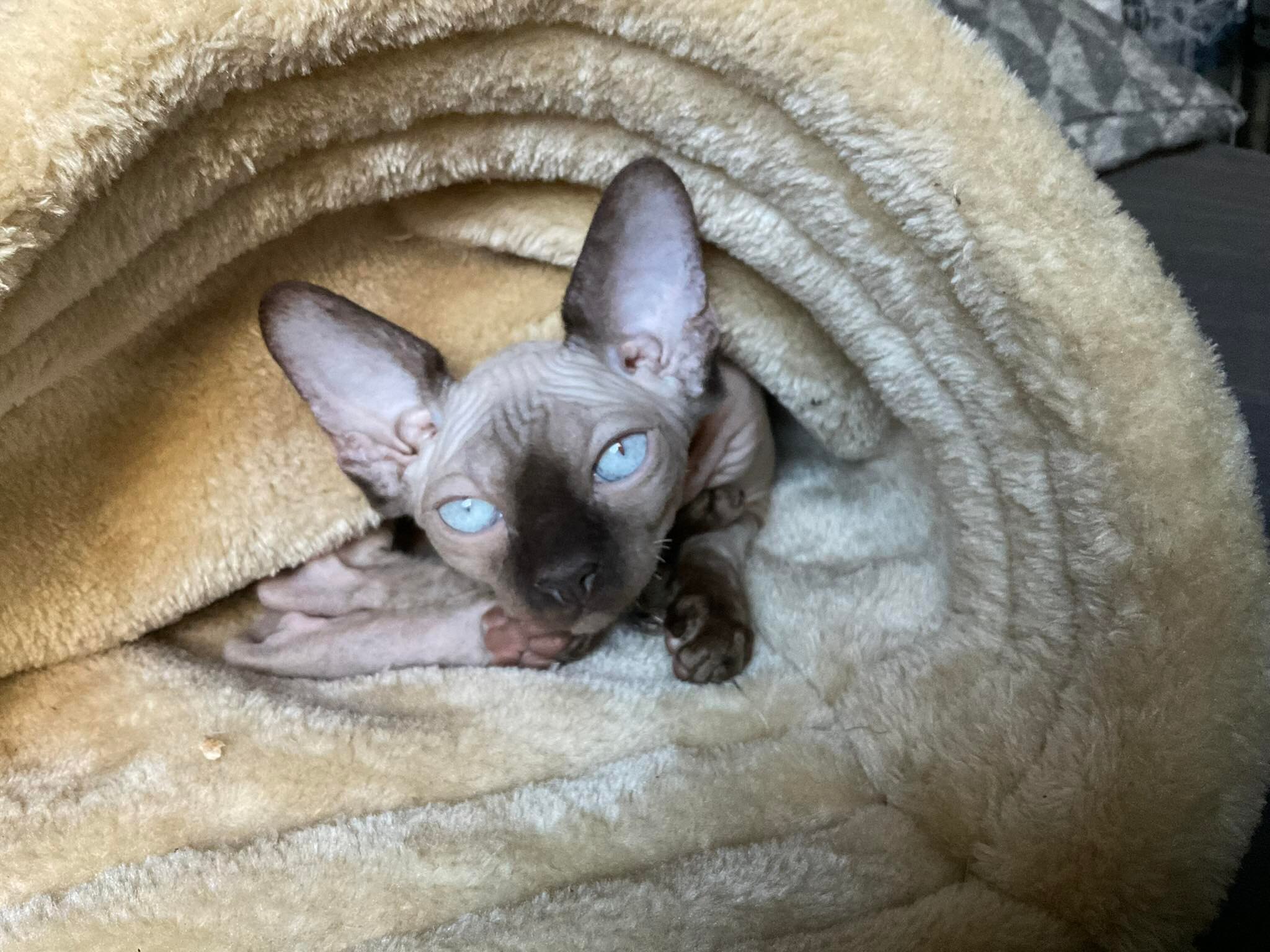 Frida