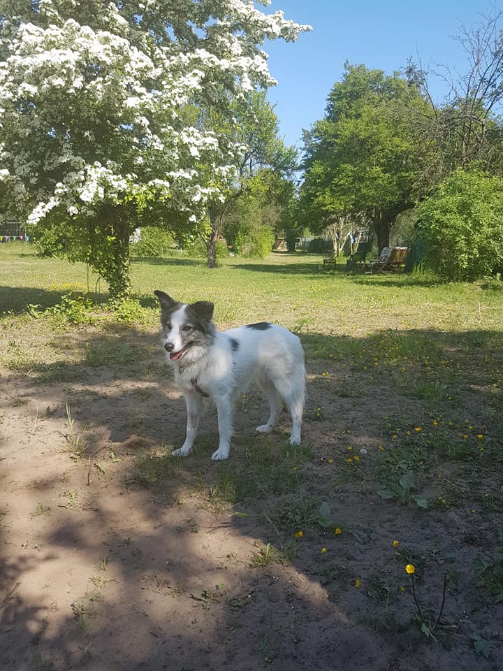 Mahoni