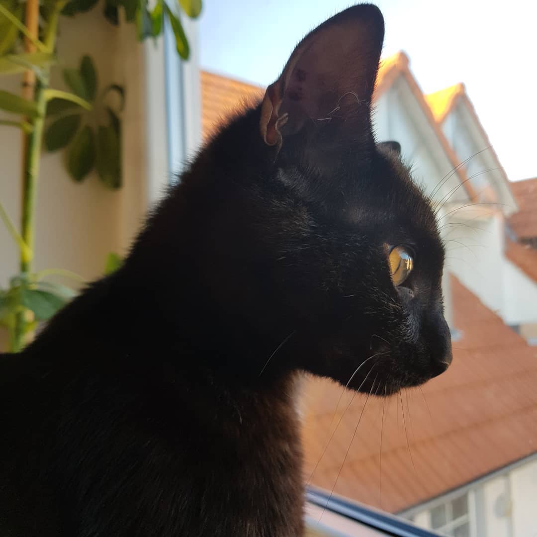 Thor
