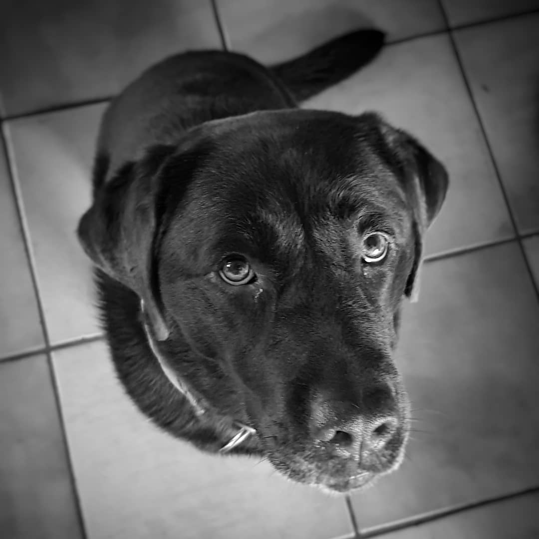 Brunnie
