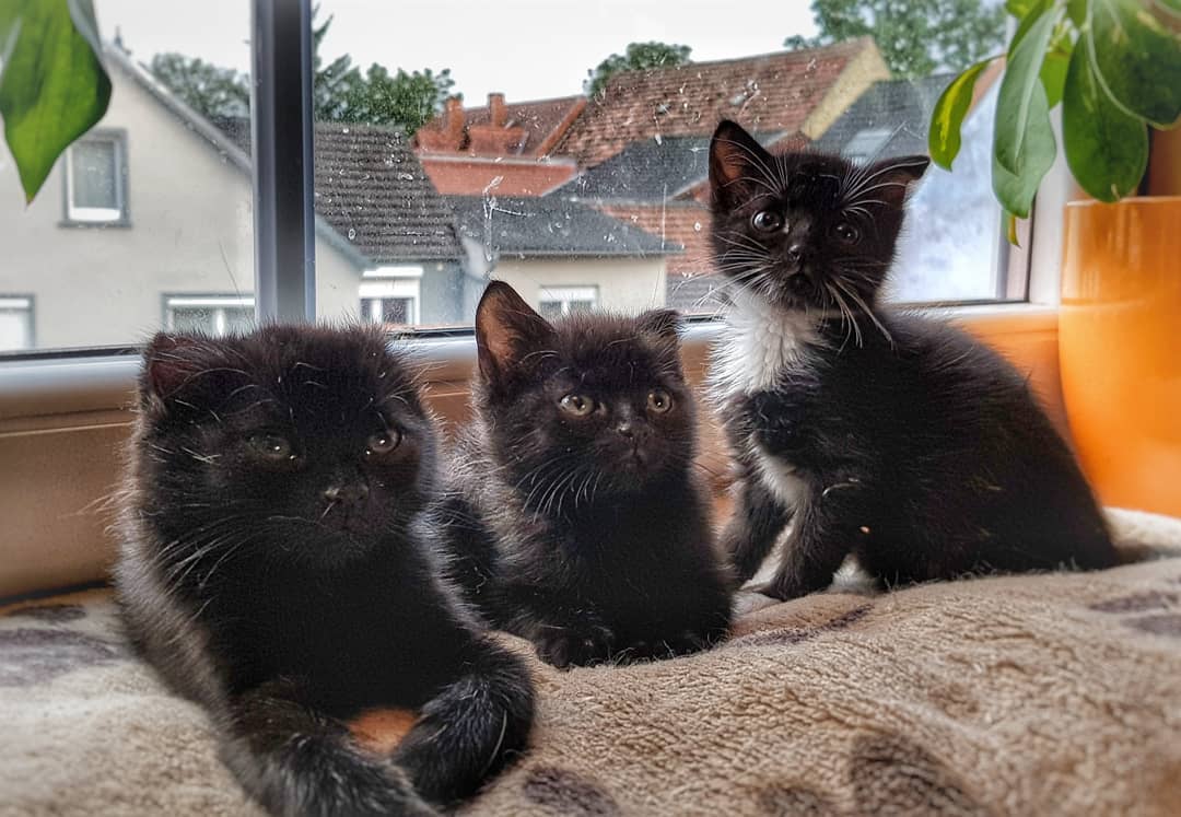 Mr. Speck, Stinky & Emilia