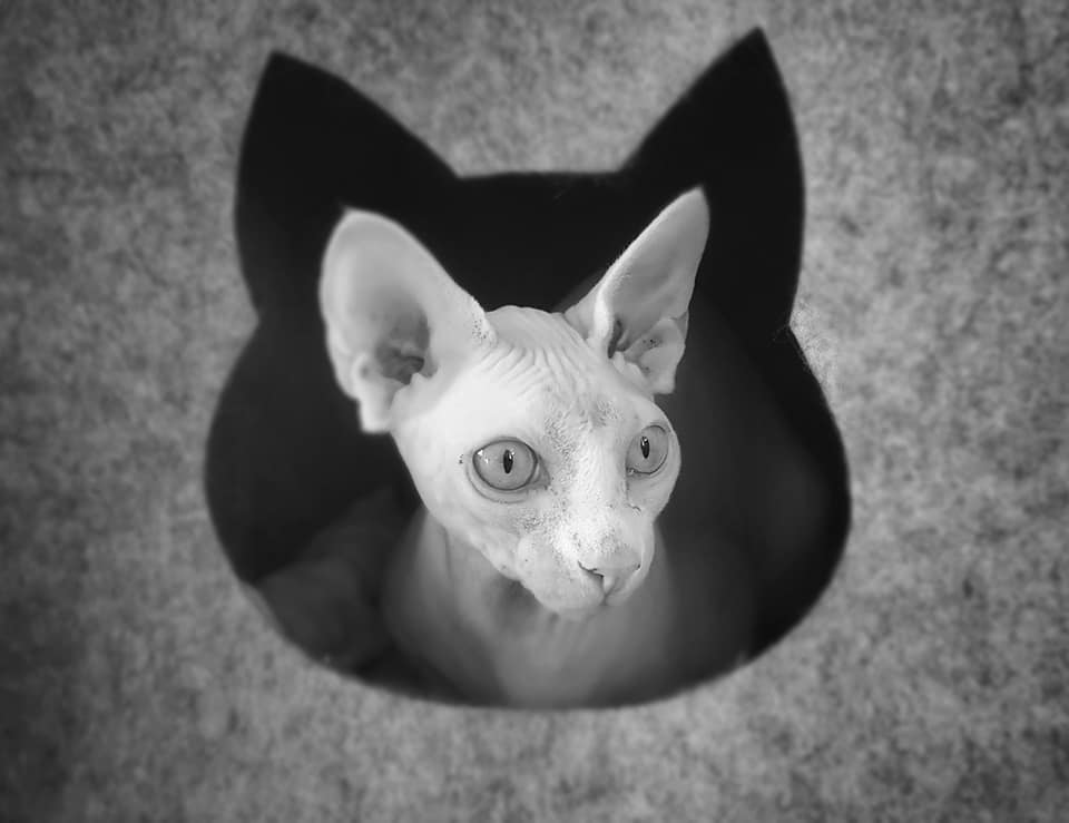 Foster of Canadien Peaches