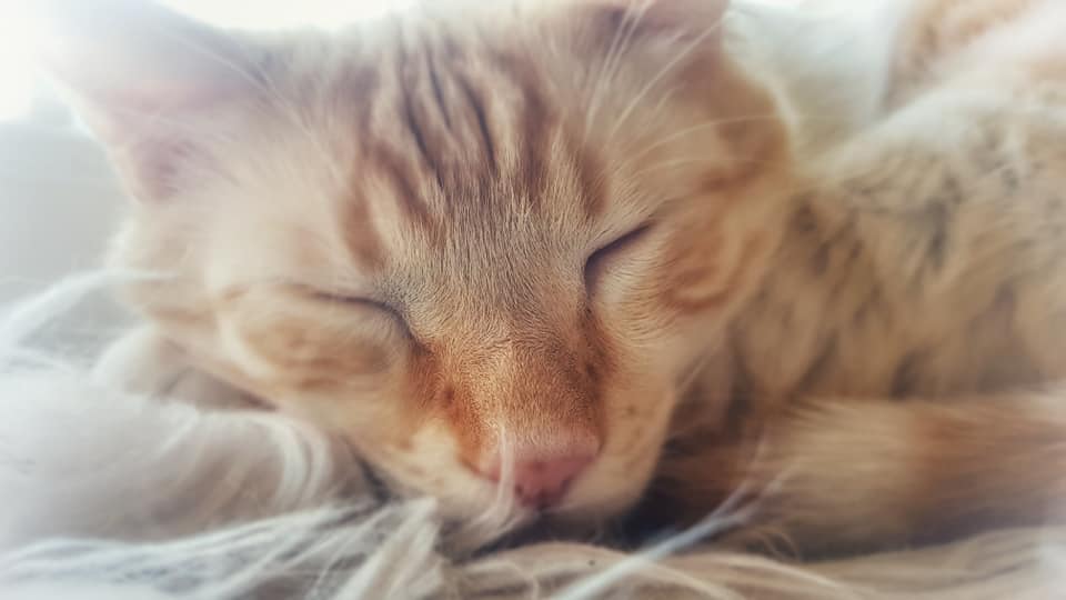 Billy