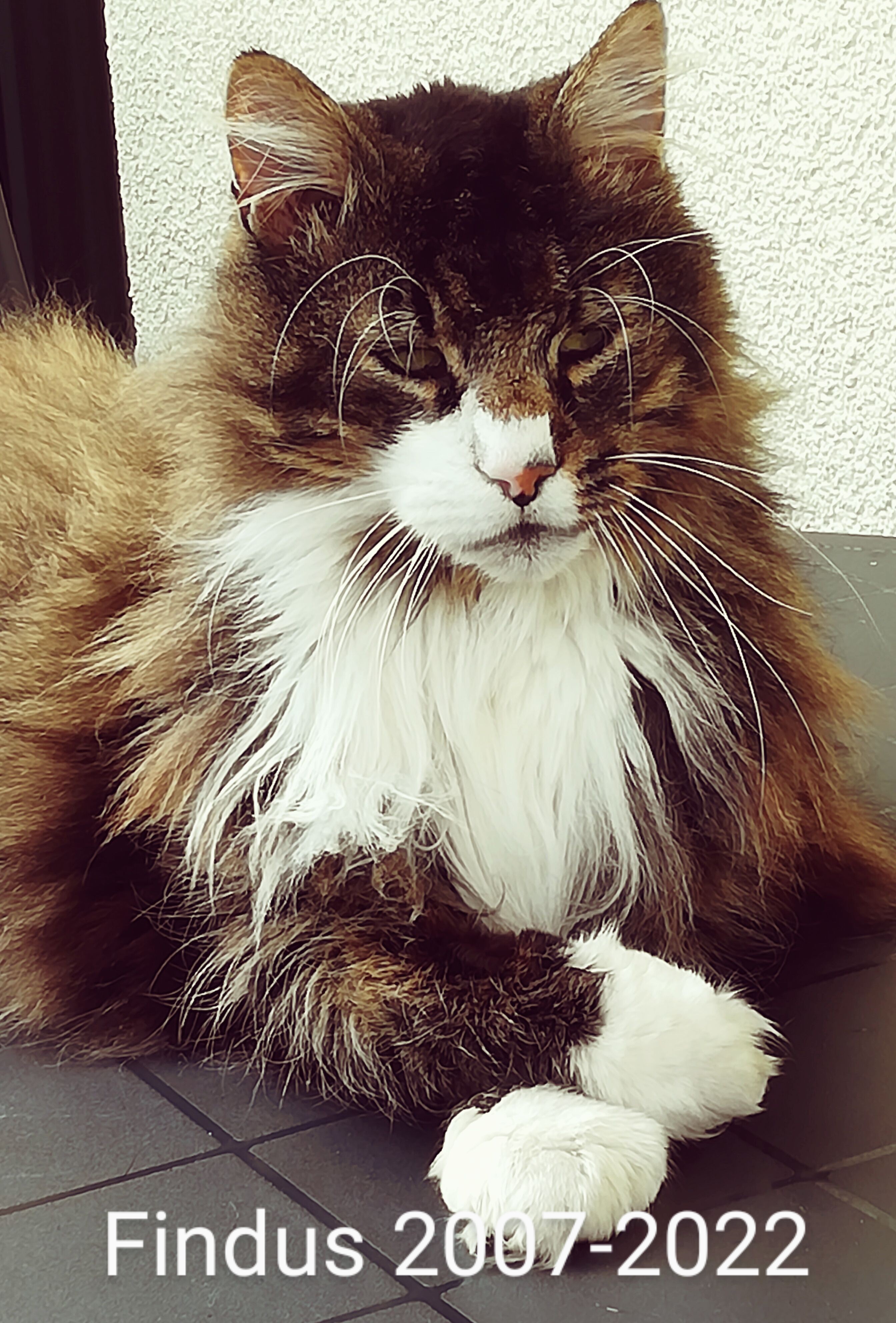Findus