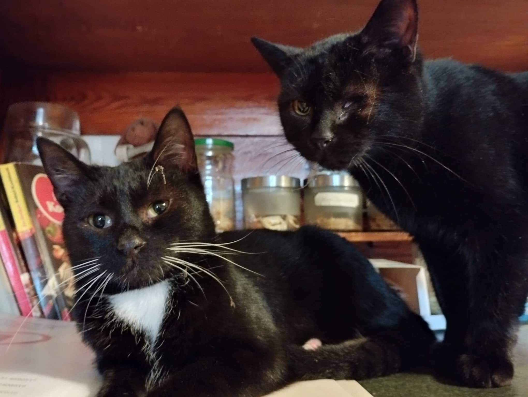 Freya & Loki