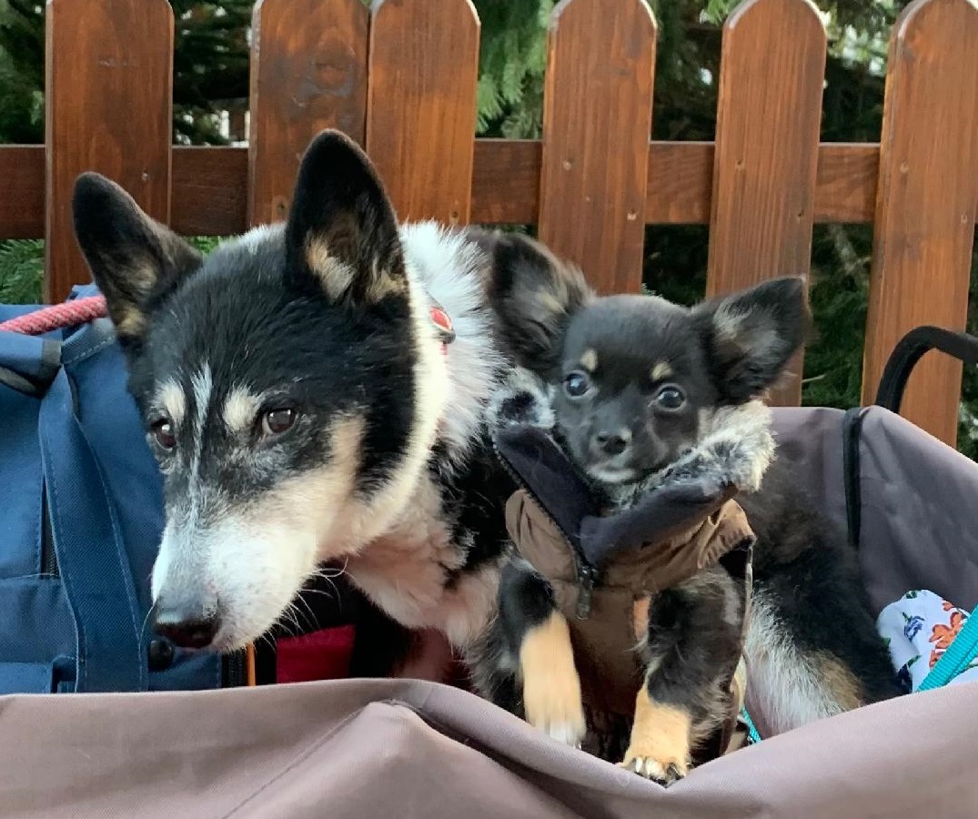 Isis & Snofru