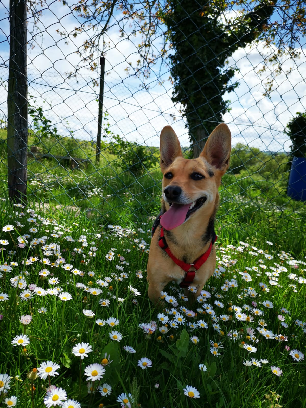 Minnie