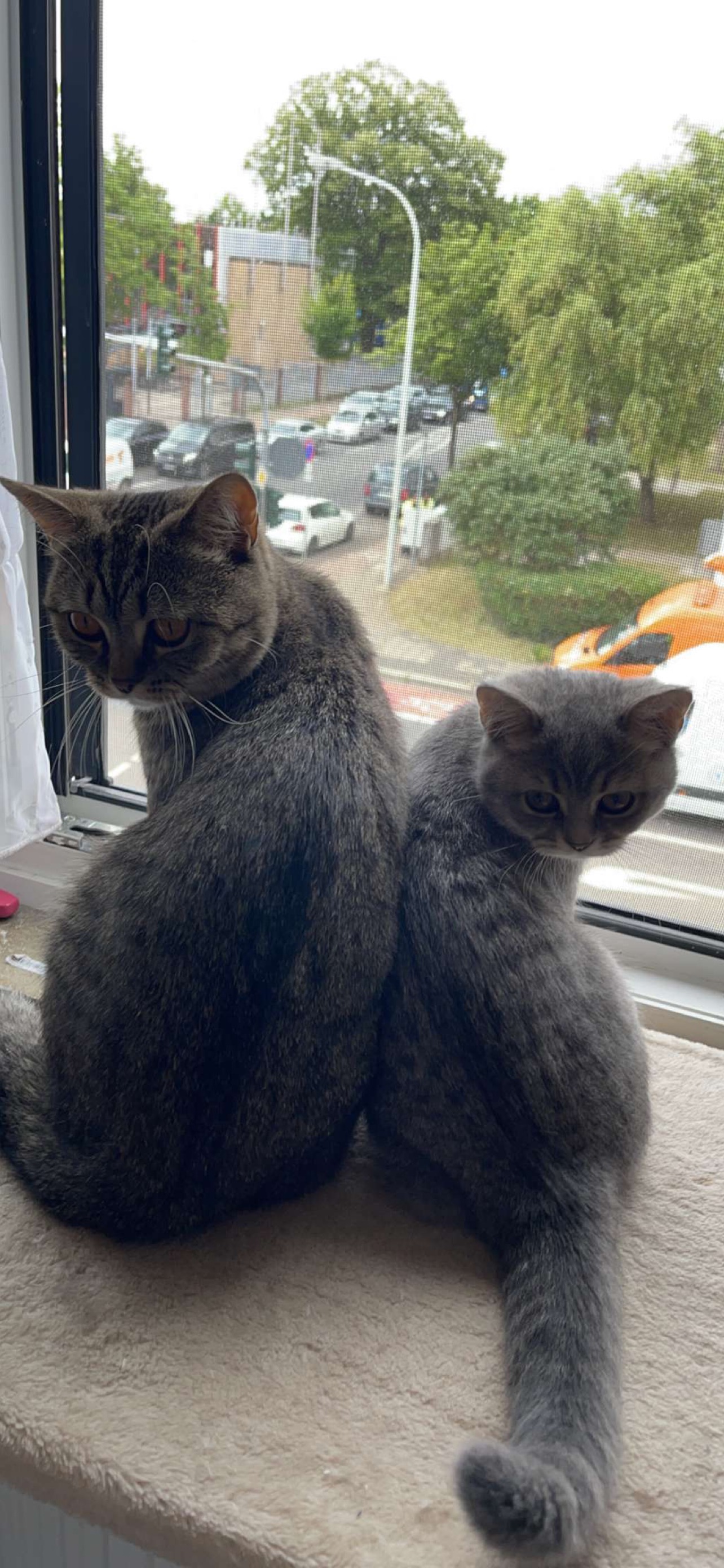 Tigga & Lilly