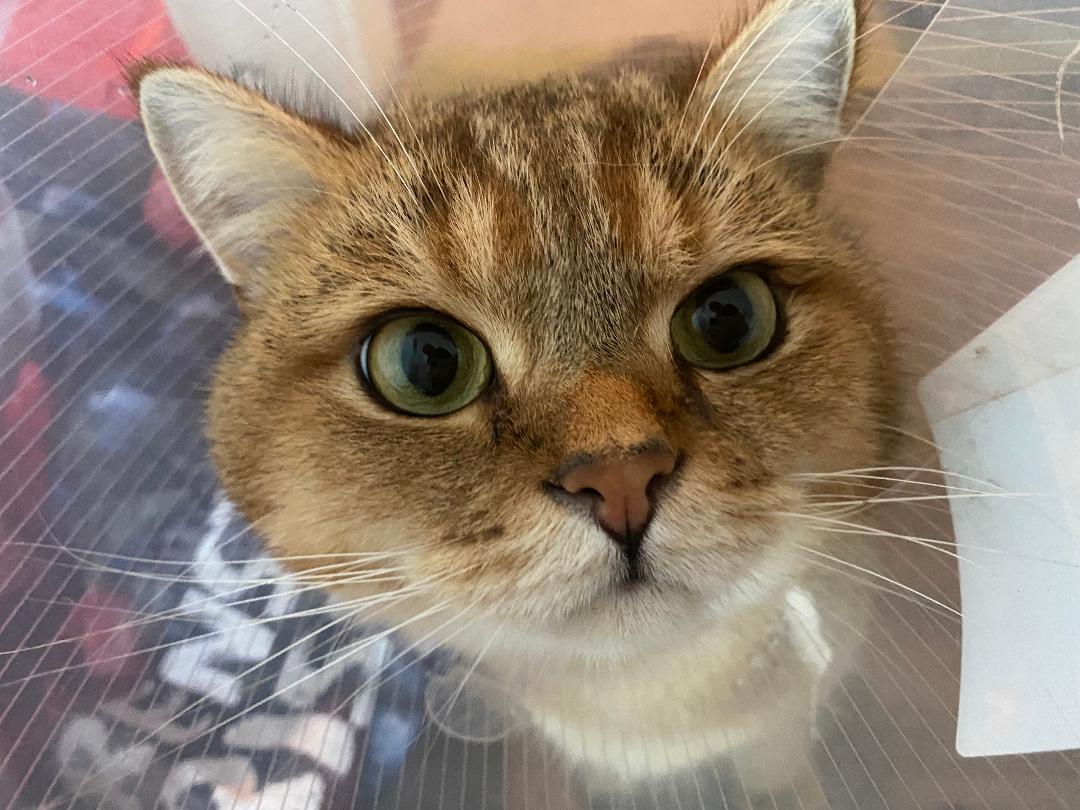 Cinnamon
